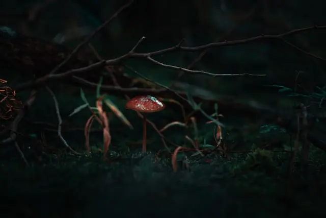 Kleiner roter Pilz auf moosigem Waldboden zwischen Zweigen als Bezug zum Kurssprung des Psychedelika-Entwicklers AtaiBeckley