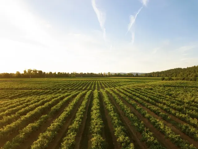 Grüne Pflanzreihen auf einem weiten Feld unter blauem Himmel als Bezug zum Verhältnis von Kaufpreis und Pacht bei Ackerland