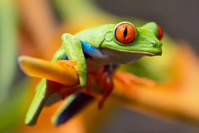 JFrog IPO: Der DevOps-Platzhirsch geht an die Börse