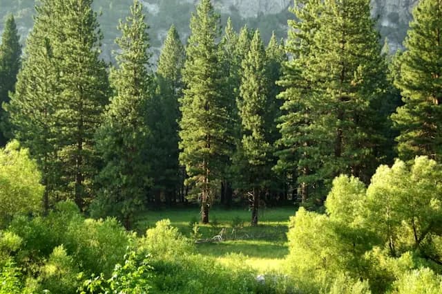 Hohe Nadelbäume am Rand einer sonnigen Lichtung mit dichtem Grün als Bezug zur steuerlichen Einordnung von Wald als Forstbetrieb