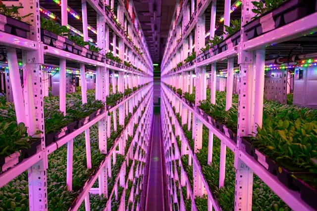 Regalreihen mit Blattgemüse unter violettem LED-Licht in einer Vertical Farm als Bezug zur Börsenkrise der AgTech-Branche