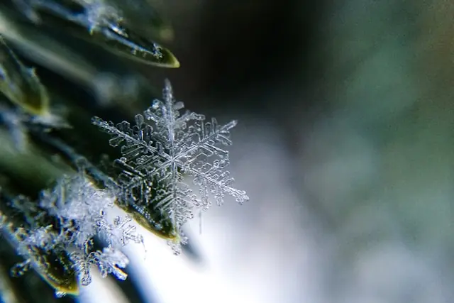 Snowflake hebt Jahresprognose an mit Schneeflocke als Namensmotiv Einzelne Schneeflocke in Makroaufnahme auf einem Tannenzweig als Bezug zur angehobenen Jahresprognose von Snowflake