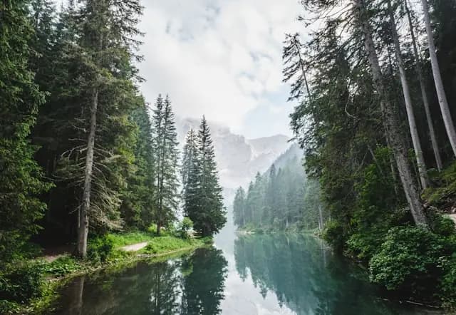 Nadelwald an einem Bergsee Nadelwald an einem Bergsee