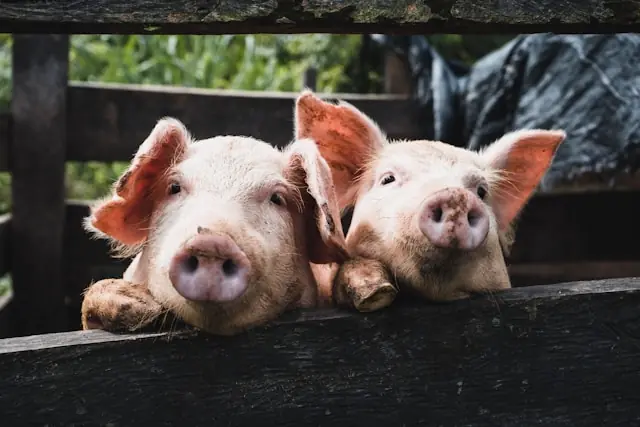 Smithfield Foods IPO 2025 | DieSpekulanten Smithfield Foods plant ein Comeback an der Nasdaq unter dem Ticker SFD. Der größte US-Schweinefleischverarbeiter erzielt rund 14 Milliarden US-Dollar Umsatz und ist unter anderem mit Marken wie Smithfield und Nathan’s Famous vertreten.
