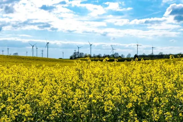 Bloom Energy als Stromlieferant des KI-Booms – Windräder über Rapsfeld Blühendes Rapsfeld mit Windrädern am Horizont als Bezug zur Rolle von Bloom Energy als Stromlieferant des KI-Booms