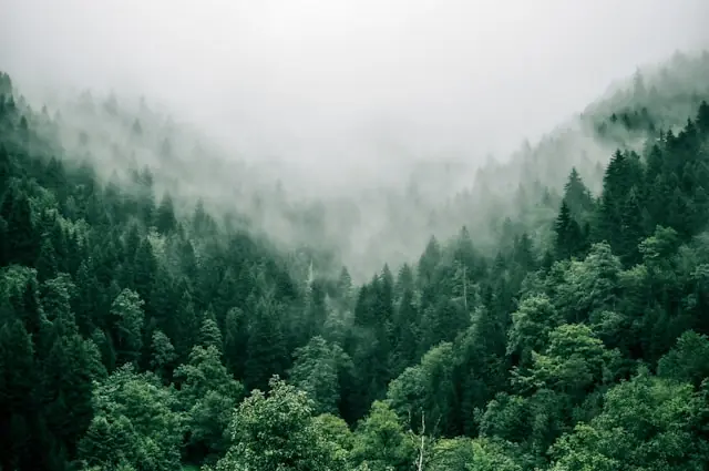 Waldpreis liegt im Baumbestand mit dichtem Nadelwald im Nebel Dichter Nadelwald an nebligen Berghängen als Bezug zur Wertermittlung von Wald über den Baumbestand statt den Boden