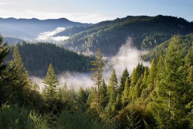 Waldfonds bindet Kapital über zehn Jahre mit weiter Waldlandschaft Bewaldete Hänge mit Nadelbäumen und aufsteigendem Nebel im Tal als Bezug zur langen Kapitalbindung bei Waldfonds